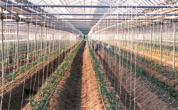 토마토의환경적응성 토양화학성 - 토마토는뿌리가깊게내리는심근성작물로뿌리의발육이왕성 - 뿌리의발육이왕성하여깊이 1m, 너비 2.