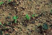 백경근대가적근대보다잎이크게자라므로간격을더넓혀서심는다. 기르기쉬운작물로누구나쉽게재배할수있다.