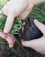 모종을심을경우 3~4 주후부터수확할수있다. 1 모종과모종사이를 15 10 cm간격으로뿌리부분보다크게구멍을뚫는다.