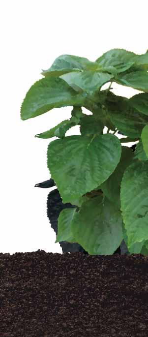잎들깨, P erilla LEAF 잎들깨, Perilla LEAF 과 명 : 꿀풀과 학 명 : Perilla