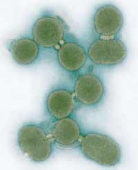 yeast chromosome arms