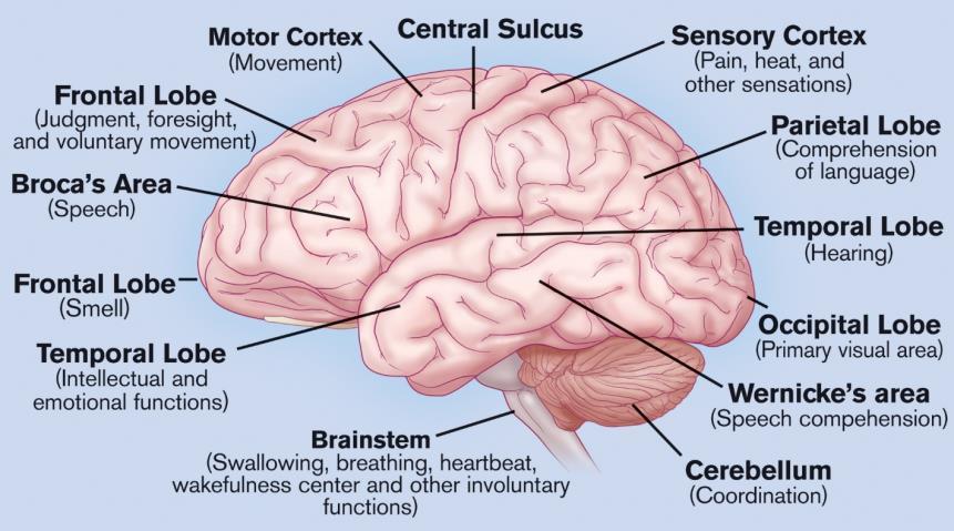 인간의두뇌 인간두뇌의계산능력 공학적관점 Compact 에너지효율적 (20 watt) 대뇌 : 860억뉴런 소뇌 : 690억뉴런 850억아교세포 (Glial cells) 수천