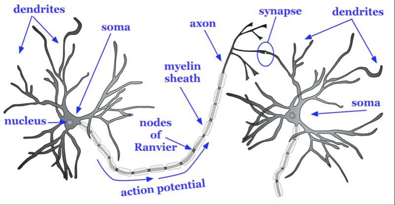 인간의뉴런 뉴런 (Neuron) 뉴런의구조 ( 수상돌기 ) (