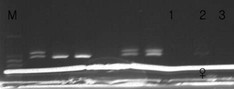 표 60. 여우 mtdna cytochrome b gene 의염기서열분석을위한 PCR 반응조건 반응명반응온도 ( ) 반응시간 (min. or sec.) 반복 (Cycles) Denaturation 96 1 min. 1 Denaturation 96 10 sec. Annealing 50 5 sec. 25 Extention 60 4 min.