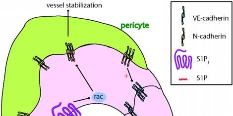 10 치사가나타나기도한다 [25]. 이는혈관이형성될때 N-cadherin이 VE-cadherin의상위신호로작용하는것을말해준다. S1P 1 를넉아웃시키는경우에는혈관내피와혈관인접세포간의작용뿐만아니라혈관내피세포들간의결함으로인하여심혈관계질환이나타난다. 그림 6.