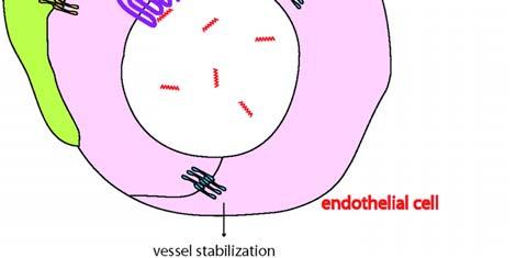 결론 지난 1~2년사이에혈관내피세포와혈관주위세포사이에서일어나는상호작용메커니즘에관한연구가활발하게진행되고있지만, 아직까지자세한분자수준의메커니즘을설명하기에는초보적인단계에머물러있다. 본리뷰를정리하면연구해야할주제들이몇가지로요약될수있다.