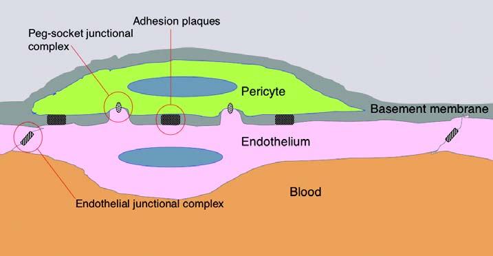 3 에 BM이존재하지않는부분에서는혈관내피세포와주변세포가다른형태로접촉하게된다. 이렇게다른두세포가접하고있는부위는파이브로넥틴 (fibronectin) 등이분비되어이들간의상호작용이유지되고있다 [1]. 이런구역은둘중어느세포로부터나온막이다른세포에침범한것처럼보이기때문에이런구조를페그-소켓접촉 (Peg-Socket contact) 라고명명한다 ( 그림1)[2-5].