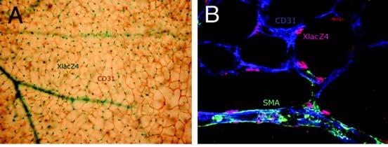 5 그림2. Marker identification of pericytes; examples of pericyte identification and pericyte heterogeneity in microvessels using different markers[26]. A.