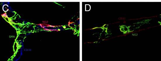 NG2(green) 은암모세혈관에존재하는혈관주위세포들의형태적다양성을보여줌. 1-4. 혈관주위세포의가소성 혈관주위세포는발달과정중에혈관이성장하거나리모델링이되는과정에서 VSMC로분화가가능하며, 반대로 VSMC 역시혈관주위세포로분화가가능하다 [9]. 또한혈관주위세포는섬유아세포, 조골세포, 연골세포그리고지방세포등으로분화될수있는능력을가진중간엽세포로도변한다.