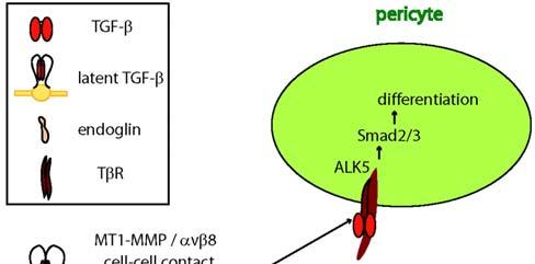 7 그림 3. Endothelium-derived TGF-ß signaling is important for pericyte differentiation[26]. 2-2. 혈관벽에서일어나는 Angiopoietin- Tie2 신호전달 혈관의성숙과안정화에는 angiopoietin-tie2 시그널이관여된다.