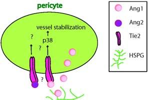 8 Ang1은혈관내피세포를형성시키고벽세포를끌어들인다. 후자의경우 p38 저해제로벽세포가인도 (recruitment) 되는현상을억제시킬수있다. 그러므로 Ang1은혈관내피세포와벽세포에직접적인영향을미친다. 요약하면, Ang1과 Ang2는미세혈관벽사이로분비되어 Tie2 시그널과혈관안정화에기여한다. 그림 4.
