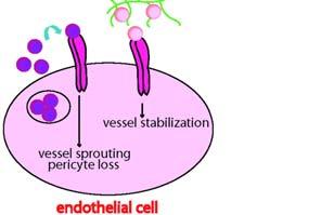 혈관신생이진행되는동안혈관내피세포는 PDGF- B를분비하며, 혈관성숙기에는벽세포에발현되어있는 PDGFR-β를통하여벽세포의이동과증식을유도한다. Pdgfb와 pdgfrb를넉아웃시키면이둘의표현형은비슷하며심혈관장애를동반하고혈관주위세포의사멸이일어난다.