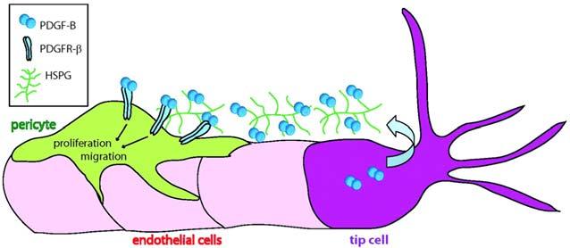 9 을하는것을알게된것은 PDGF-B가가지고있는고정모티프 (retention motif) 를제거시킴으로써증명되었다 [24]. 이모티프는 PDGF-B가 heparin sulfate proteoglycans(hspg) 에결합하는데필요한모티프이다.