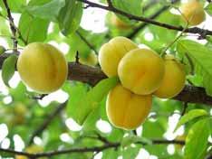 23 살구 분류 : 장미과 학명 :Prunus armeniaca var. ansu M. 1. 재배현황과전망가. 재배현황살구는세계적으로 413,784ha에서매년 2,745,454톤이생산되고있는데, 대부분이생육기중의강우량이적은유럽및중앙아시아국가들에서재배, 생산되고있다.