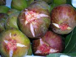 24 시설무화과 분류 : 뽕나무과 학명 :Ficus carica Linn 1. 일반특성무화과의원산지는소아시아의카리카 (Carica) 로되어있고이지명을따서학명 (Ficus carica) 이붙여져있다.