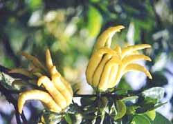 26 불수감 ( 佛手橘 ) 분류 : 운향과 학명 :Citrus medica var. sarcodactylis 감귤류 (Citrus) 에속하는불수감 (Fingered citron) 은인도지역이원산지이며우리나라에도입된, 것은 100 년이더지난것으로보이나, 자세한도입경로는알수없다.