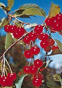 28 체리 ( 양앵두 ) 분류 : 장미과벚나무속 학명 :Prunus 1. 체리재배현황가. 재배현황 ( 栽培現況 ) 양앵두는전세계적으로 375천ha에서 1,896천톤이매년생산되고있는데, 그중에서도터키, 미국, 이란, 우크라이나등의국가들에서많이생산되고있다.