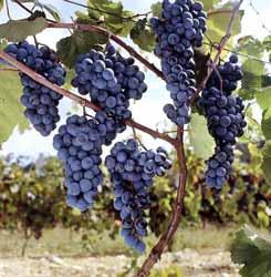 29 포도 분류 : 갈매나무목포도과 학명 :Vitis vinifera L. 포도는 1990 년대이후재배면적이꾸준히증가하여 1999년도에 30,537ha로정점에이른후 2006년 19,248ha로점차감소하고있다. 우리나라포도는품종구성이캠벨얼리와거봉등생과용위주로단순하여 8~9월에전체생산량의 80% 가집중출하되고있다.