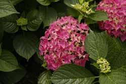 33 수국 ( 절화 ) 분류 : 범의귀과 (Saxifragaceae) 학명 :Hydrangea macrophylla Ser. 1. 식물의형태, 생리적특성수국은범의귀과에속하는화목류로서그영어명칭은 Hydrangea이다. 꽃받침색깔은분홍, 청, 백색의다양한색상을띤다.