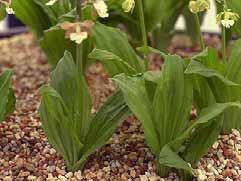 35 새우란 분류 : 난초과 학명 :Calanthe discolor 1. 형태적특성속명의 calanthe는그리스어의 kalas ( 아름다운 ) 와 anthos( 꽃 ) 의합성어이며 discolor는여러가지색이있다는뜻이다.