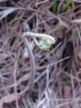 49 고사리 분류 : 고사리과 학명 :Pteridium aquilinum var. latiusculum (DESV.) UNDERW 1. 고사리의성분고사리과의양치식물로서다년생이며열대지방부터온대지방에이르기까지전세계적으로분포하며땅속에굵고갈색의줄기가옆으로뻗어가면서이른봄부터여름까지마디에서잎이나온다. 잎이완전히퍼지면홀씨를맺는데이를이용하여번식이가능하다.