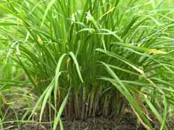5 부추 분류 : 백합과 학명 :Allium tuberosum 1. 재배기술가. 파종 파종시기 :3월하순~4월중순 파종량 : 파종구당 7~10립 (2dl/10a) 재배이랑 :90cm 통로 :30~50cm 줄사이 :20cm 포기사이 :20cm나.