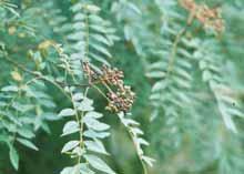 57 산초 분류 : 운향과 학명 :Zanthoxylum piperitum De Candolle 1. 특성산초나무는운향과에속하며산초나무는열매에서추출한정유물질을주로식 약용으로사용하고있다. 산초과실에는리모닌 (Limonene, 58%), 시트로네랄 (Citronellal, 22%), 베타- 페란드렌 (β-phellandrene, 6.