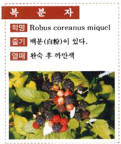 65 복분자 분류 : 장미과 (Rosaceae) 학명 :Robus Coreanus Miquel 한약명 : 大麥莓, 揷田藨, 西國草, 烏藨子, 畢楞伽, 茥, 蒛葐 1.