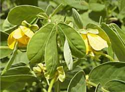 71 결명자 ( 決明子 ) 분류 : 콩과 학명 :Cassia obtusif-olia L. 한약명 : 결명자, 초결명 ( 草決明 ), 마제결명 ( 馬蹄決明 ) 1. 성상및용도가. 기원및성상이약은콩과 (Leguminosae) 의결명자 (= 초결명, Cassia obtusif-olia L.) 또는긴강남차 (= 화부차, Cassia tora L.) 의씨다.