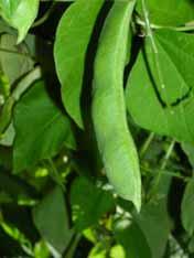 20 작두콩 분류 : 콩과 학명 :Canavalia gladiata 1. 원산지및내력가. 원산지칼콩 (Canavalia gladiata (Jacq.