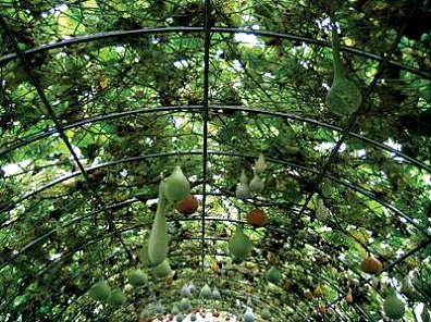 열매뽑아내기 : 열매가자라면서그물에걸리면가위로그물을조금씩뚫어서열매가그물아래로빠지도록해주어야터널내에멋있는열매들이자라게할수있다.