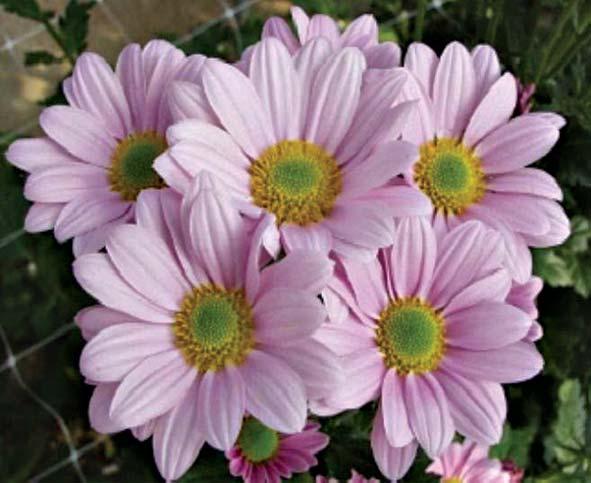 핑크프라이드 (2005 육성 ) 홑꽃절화용스프레이 자연개화기 : 10월하순개화 화색 : 분홍색 + 황녹심 꽃직경 : 6.