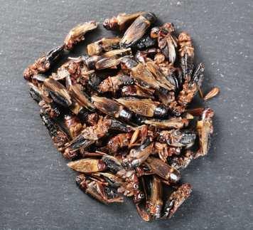 120 ~ 180 온도로오븐에구워서조리하는데사용하면가장편리하고맛있게식용곤충을먹을수있다.