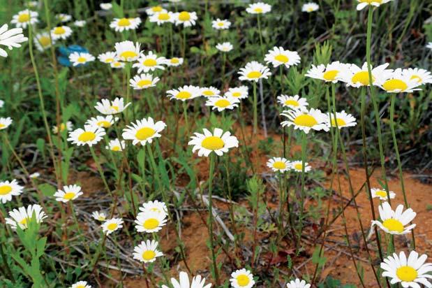 Leucanthemum vulgare Lam.