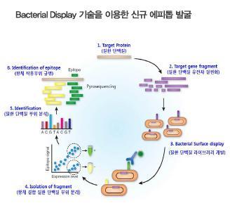 Domain 4 pab Binding (fluorescence) Domain 3 pab Binding (fluorescence) Domain 2 pab Binding (fluorescence) Domain 1 pab Binding (fluorescence) 제약 / 바이오 Analyst 선민정 02-3771-7785 1.