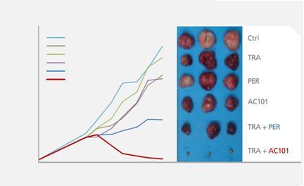 Tumor volume( mm3) Tumor volume( mm3) 제약 / 바이오 Analyst 선민정 02-3771-7785 허셉틴 /AC101 의치료효과가 허셉틴 / 퍼제타대비우위 앱클론의 AC101 항체신약후보물질은허셉틴 / 퍼제타와타겟단백질은 HER2로같지만, 허셉틴 / 퍼제타와는다른부위에결합하여허셉틴 / 퍼제타와는다른기전을보이고있다.