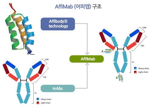 2. AffiMab 플랫폼기술 1) AffiMab 플랫폼기술개요 AffiMab 플랫폼기술은 affibody 를 활용 2 개의타겟단백질을동시억제 할수있는이중항체신약개발기술 AffiMab 플랫폼기술은항체보다 1/25 수준으로크기가작은 Affibody( 어피바디 ) 를활용, 서로다른 2개의타겟단백질을동시에억제할수있는이중항체신약개발기술이다.