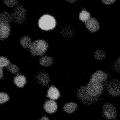 Next, cells were incubated for 24 h and intracellular ROS were detected using (A) a fluorescence spectrophotometer, (B) flow cytometer and (C) confocal microscope after DCF-DA staining.