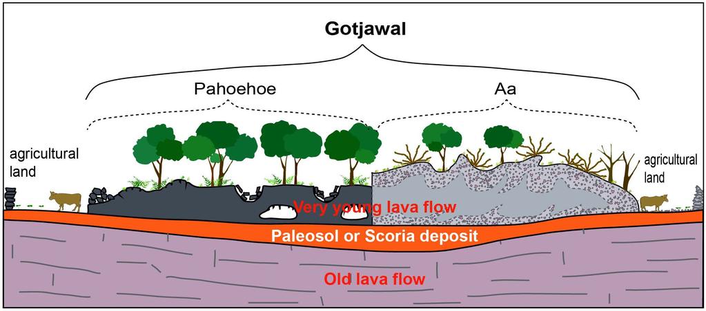 제주도곶자왈형성의주요원인 13 Geological Survey (US) and Holcomb, 1980; Heliker and Mattox, 2003).