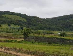 울산광역시농업 농촌및식품산업발전계획 (2018~2022) 미나리 온양읍