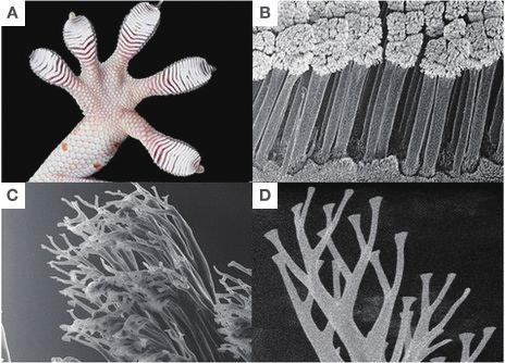 주사전자현미경 그림 10 게코도마뱀의 SEM 이미지 출처 : http://www.bbc.