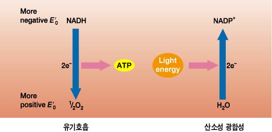 4. 미생물대사 2) 전자전달과자유에너지 자유에너지 : 일정온도, 압력하에서유용한일에사용할수있는에너지 - 에너지의흐름은산화 - 환원반응 (redox reaction) 을수반함 Redox reaction 2H + + 2e - H 2 -> Reduction: 전자를받음 -> reducing agent: 전자공여체 -> H 2 -> Oxidation: