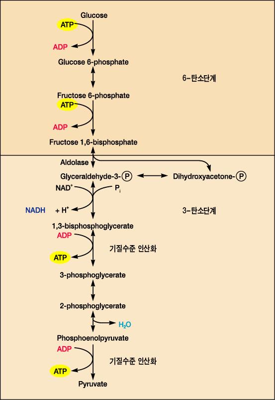 Glycolysis 의 2 단계 -> 1 단계 : - glucose -> 2 회인산화 -> fructose1,6-bisphosphate -2ATP 소비 - 당의말단에인산기를가하여대사의추진력을만듬 -> 2 단계 : -
