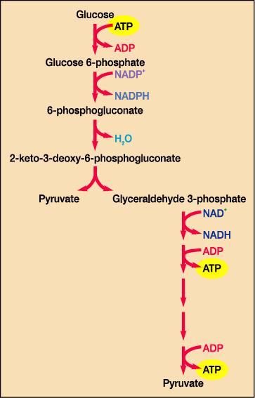 Entner-Doudoroff pathway - 해당과정의일부변형된상태로대치 - Glucose -> glucose-6-p를거쳐