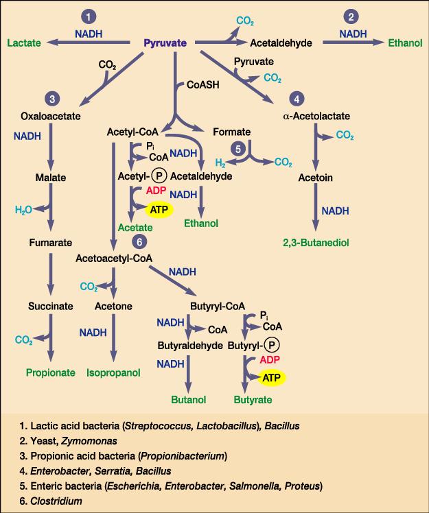 다양한형태의발효과정 * 공통특징 : -NADH 는 NAD + 로산화 - Pyruvate 나그유도체가전자수용체 1: lactate 발효 - homolactic: 모든 pyruvate를 lactate로