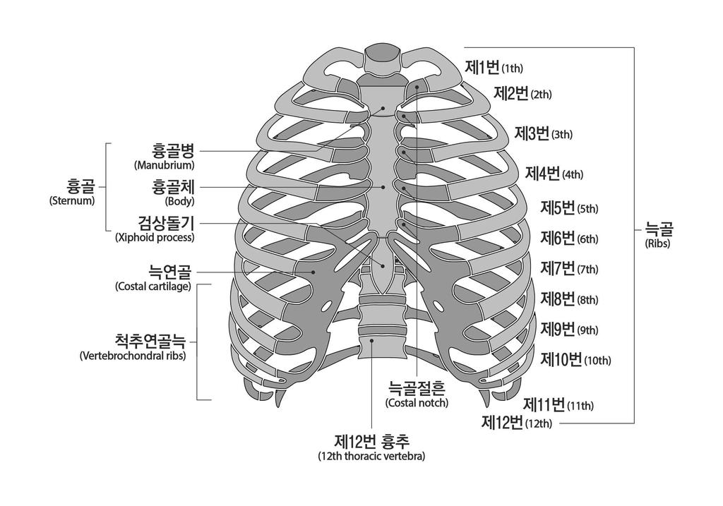 < 가슴뼈 > < 골반뼈 > 8. 팔의장해 가.