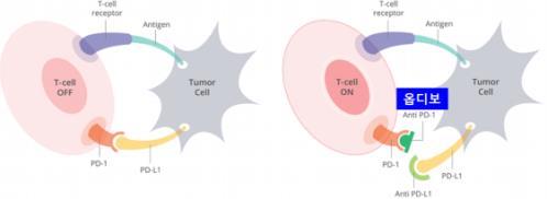 T 세포증식, 사이토카인분비와같은 T 세포매개면역반응억제 T 세포반응증가를통한항암효과 암세포에서발현되는 PD-L1 단백질이 T 세포의 PD-1 수용체와결합할경우 T 세포의암세포공격이불가해암세포가성장함.