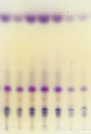 검액적당량을박층크로마토그래프용실리카겔 ( 형광제넣은것 ) 을써서만든박층판에점적한다음시클로헥산 초산에칠 초산혼합액 (10 : 5 : 0.