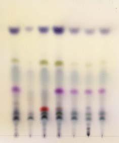 유향약전품의가루 10 g을달아검액과같은방법으로조작하여만든액을표준액으로한다. 이들액을가지고박층크로마토그래프법에따라시험한다. 검액및표준액각각 10 μl 씩박층크로마토그래프용실리카겔 ( 형광제넣은것 ) 을써서만든박층판에점적한다. 다음에씨클로헥산 초산에칠 초산혼합액 (22 : 1 : 0.5) 을전개용매로하여약 10 cm 전개시킨다음박층판을바람에말린다.