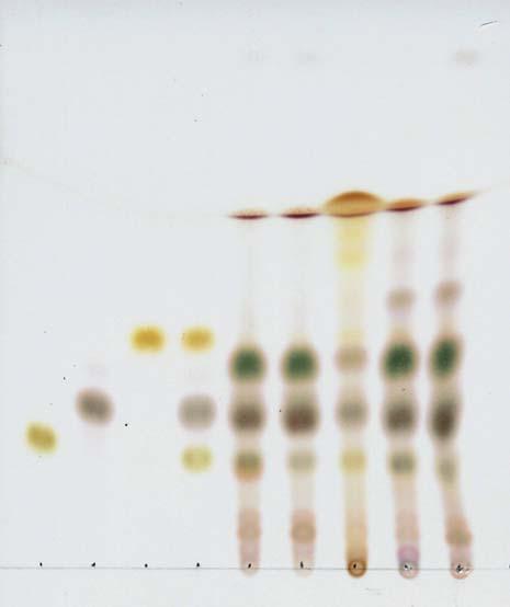R f 를가진반점을보였다. 3) 인몰리브덴산시액으로발색하였을때 (A), 검체 2, 4, 5 번에서는히오데옥시콜린산 (st2) 과동일한 R f 를가진반점을보였으며, 검체 1, 3 번에서는비교적희미하게보였다. A st1 st2 st3 mix 1 2 3 4 5 B st1 st2 st3 st4 st5 st6 mix 1 2 3 4 5 결론 1) 이약의가루 0.